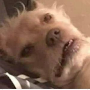 Meet your Posher, Joel